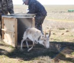 В Астраханской области двухгодовалого сайгака выпустили в дикую природу