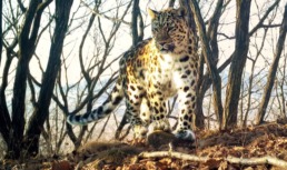 ВТБ выбирает имя маме семейства дальневосточных леопардов