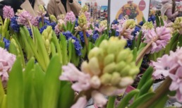 цветы весна 8 марта девушки магазин