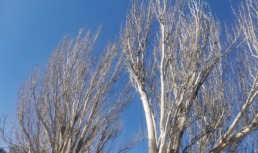 погода зима небо деревья