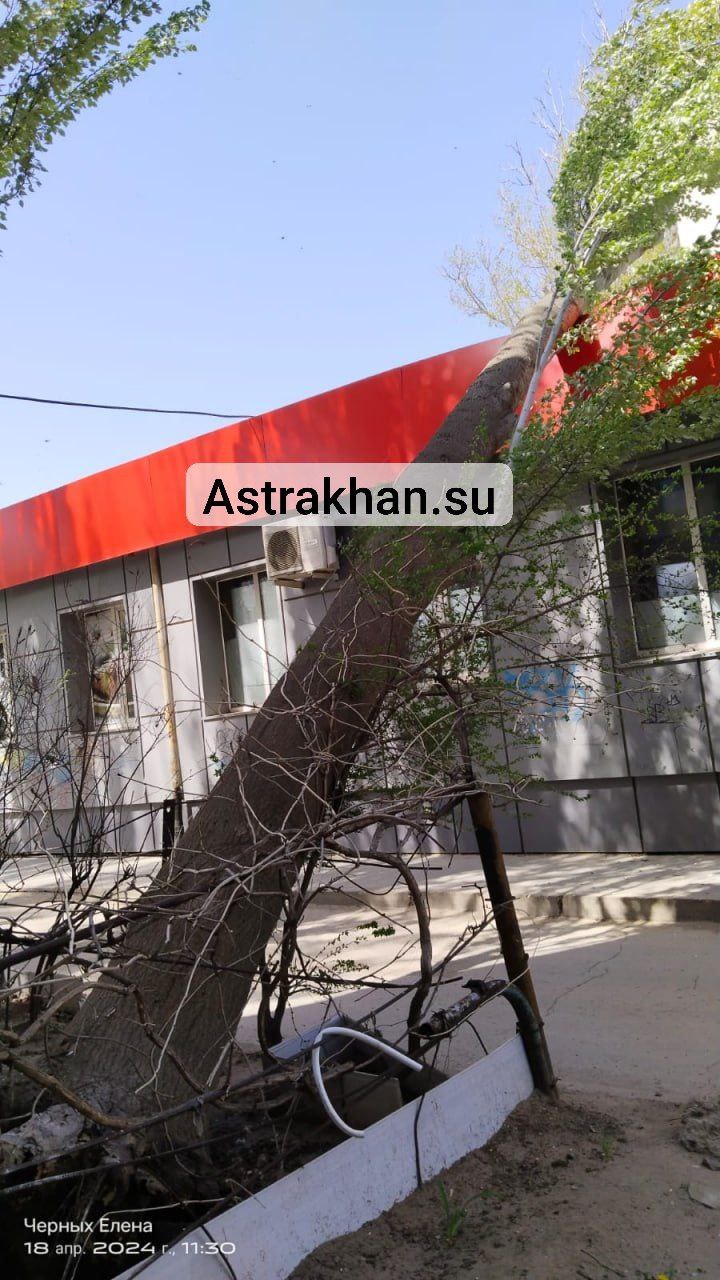 В Астрахани дерево рухнуло на крышу магазина