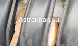 В Астрахани мыши портят автомобили