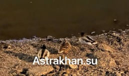 Астраханцы заметили уток в канале имени Варвация