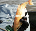Астраханцы поймали настоящую золотую рыбку