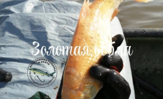 Астраханцы поймали настоящую золотую рыбку