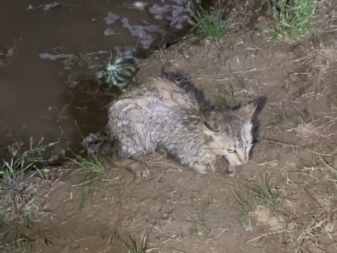 Москвичи поймали живую кошку во время рыбалки