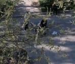 В Советском районе Астрахани сбили пешехода