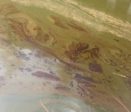 Росприроднадзор заинтересовался загрязнением реки Бертюль в Икрянинском районе Астраханской области
