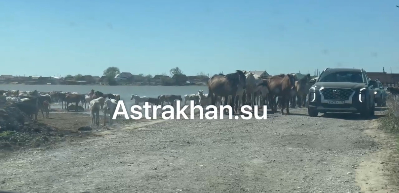 Володарский район атаковали бесхозные коровы и лошади