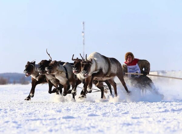 Весенняя миграция оленей началась на Ямале