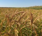 В Астраханской области в пять раз увеличилось производство риса