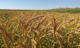 В Астраханской области в пять раз увеличилось производство риса