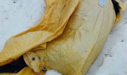 В ХМАО мертвого пса выбросили в пакете