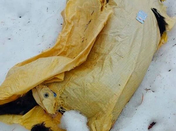 В ХМАО мертвого пса выбросили в пакете