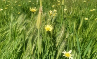 погода весна трава цветы