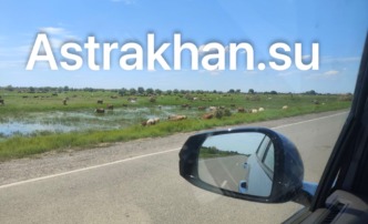 У астраханского села Сахма после снятия карантина заметили коров