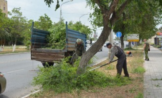 На пяти улицах Астрахани провели опиловку аварийных деревьев