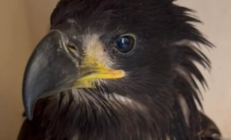 В Астраханской области спасли травмированного орлана-белохвоста