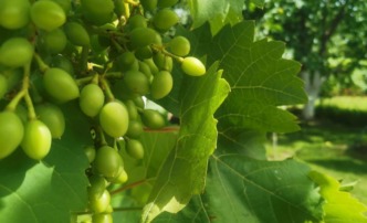 погода зелень виноград тепло лето