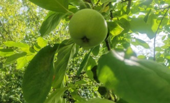 погода зелень лето яблоко