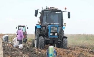 В Астраханской области собирают первый урожай картофеля