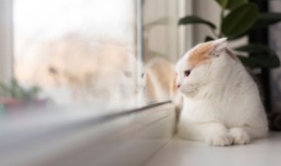 кошка на окне