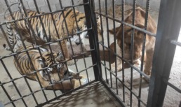 Конфискованные на границе львята и тигрята поселятся в астраханском зоопарке