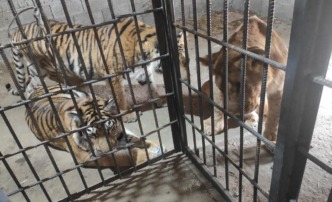Конфискованные на границе львята и тигрята поселятся в астраханском зоопарке