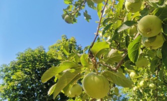 погода зелень тепло лето жарко яблоки