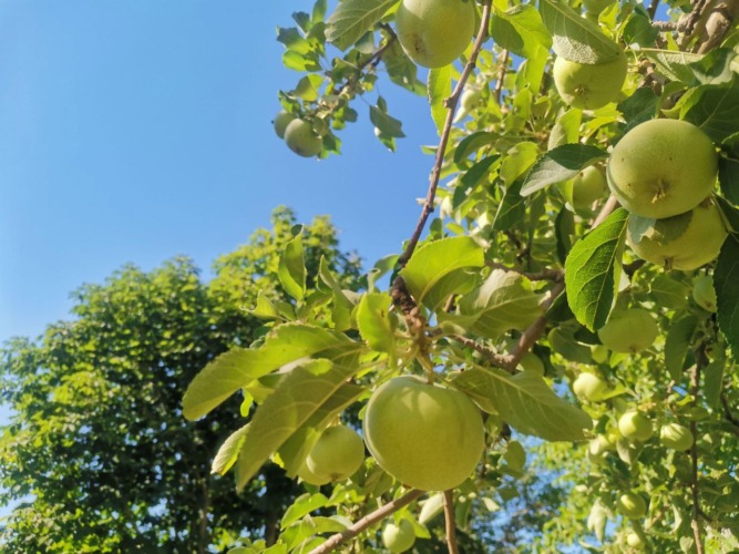 погода зелень тепло лето жарко яблоки
