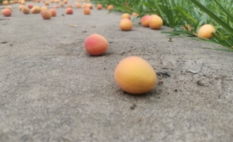 погода лето жарко абрикосы