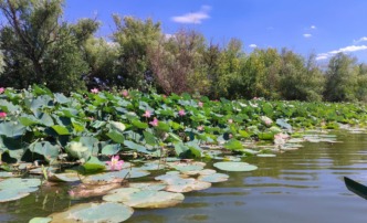 лотос на реке