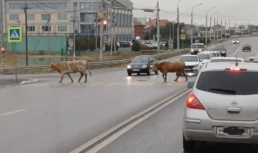 В Астрахани на проезжей части коровы соблюдают ПДД