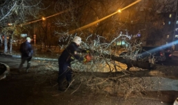 В Астрахани на дорогу рухнуло дерево