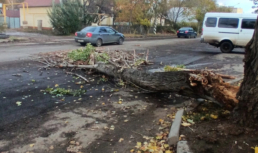 В Астрахани дерево упало и перегородило дорогу