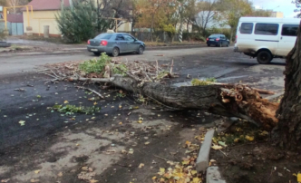 В Астрахани дерево упало и перегородило дорогу