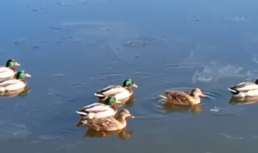 На Лебедином озере в Астрахани заметили необычных обитателей На Лебедином озере в Астрахани заметили необычных обитателей