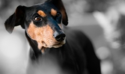 Помощь в выборе правильного сухого корма для собак