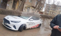 В Астрахани огромное дерево свалилось на машину В Астрахани огромное дерево свалилось на машину