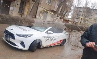 В Астрахани огромное дерево свалилось на машину