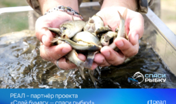 РЕАЛ – партнёр проекта «Сдай бумагу — спаси рыбку!»
