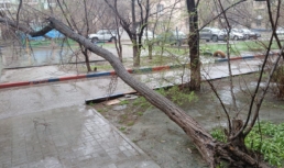 В Астрахани жильцам пятиэтажки угрожало дерево