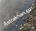 Астраханцы продолжают замечать мазутные пятна на поверхности Волги