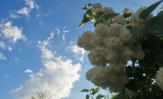 погода весна сирень