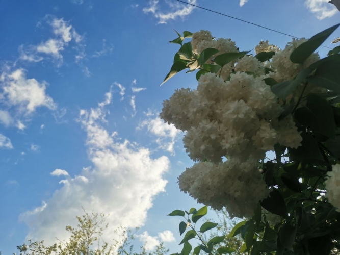 погода весна сирень