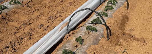 заморозки помидоры