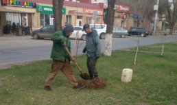 В Астрахани высаживают ясени, ели и тополя высадка деревьев Савушкина
