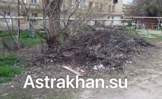 Коммунальщики несколько лет не вывозят из астраханского двора опиленные ветки