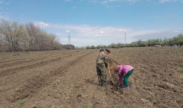В Астраханской области высажено более 176 тысяч лесных растений