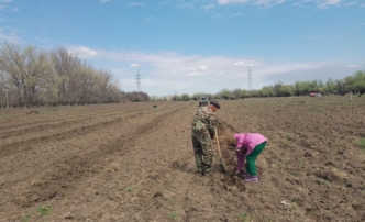 В Астраханской области высажено более 176 тысяч лесных растений